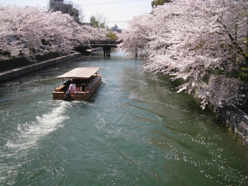 Tsunami i trešnjin cvijet
